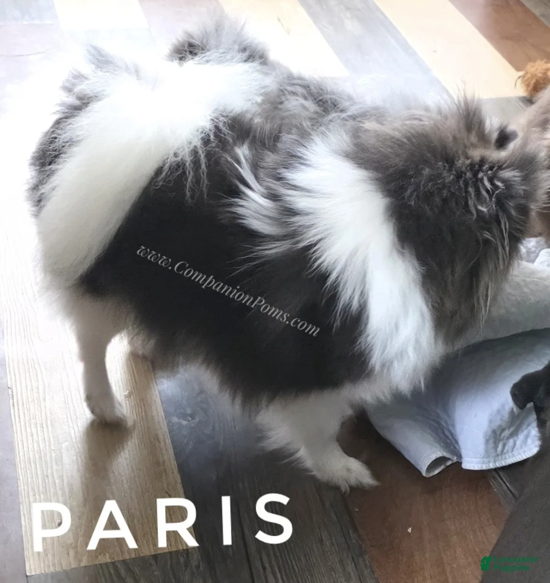 Pomeranian dogs for sale: Paris - Blue White Parti - Young Adult - Ad 6