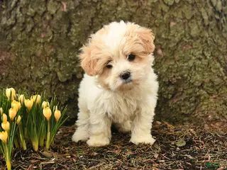 Maltipoo dogs for sale: Tinsel - Ad 4