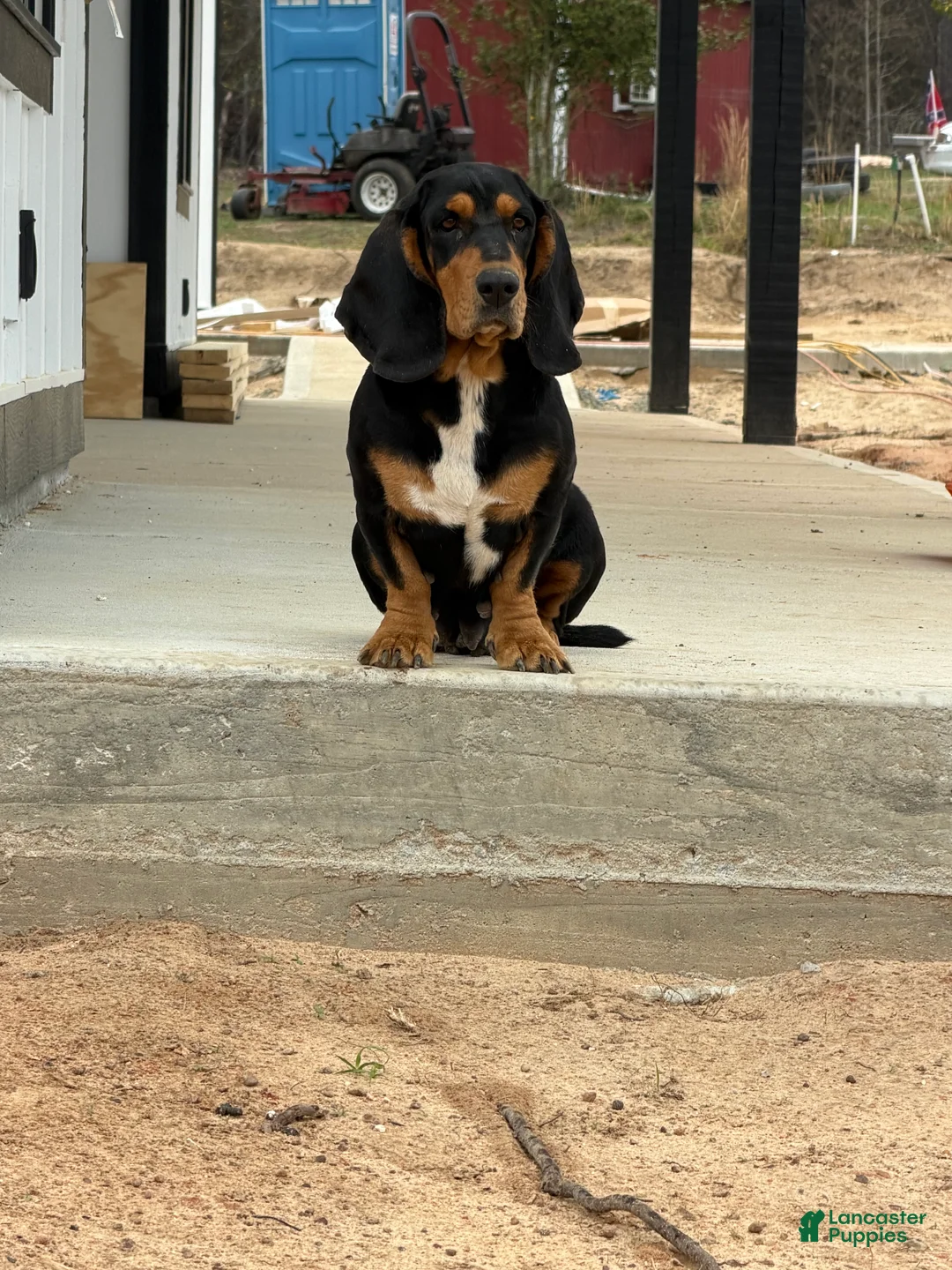Basset Hound dogs for sale: Basset Hound Puppy 1 - Ad 2