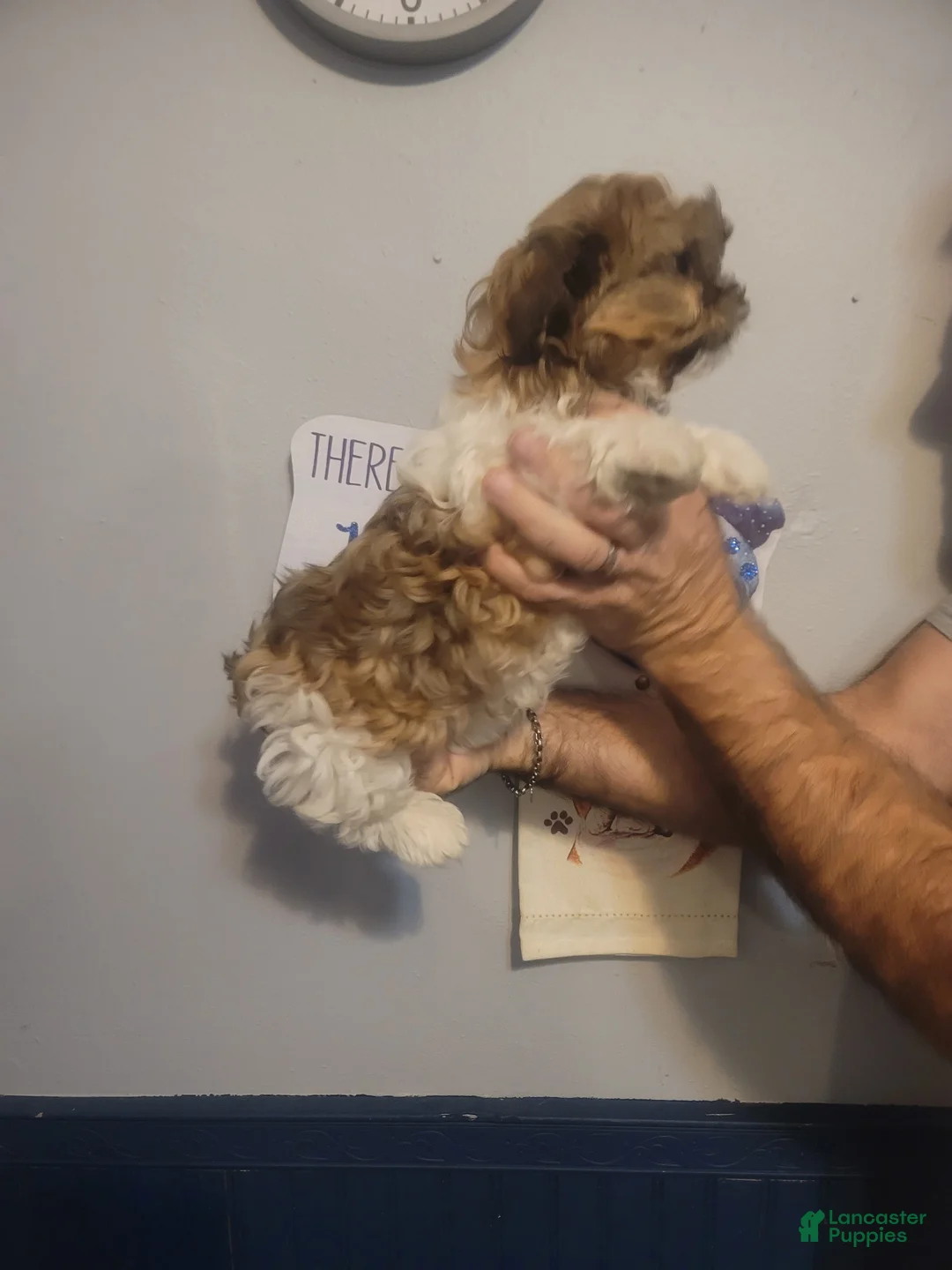 Shih Tzu dogs for sale: Max - Ad 4