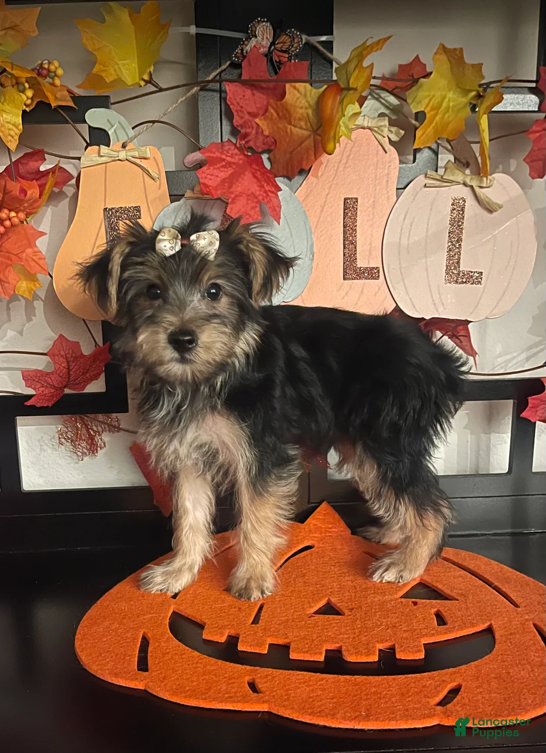 Yorkshire Terrier dogs for sale: Yorkshire Terrier 6 - Ad 2
