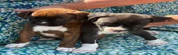 Boxer dogs for sale: Boxer 3 - Ad 2