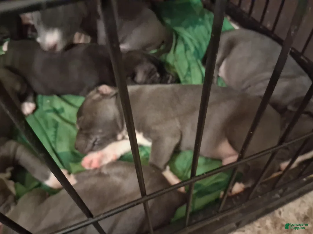 Mixed Breed dogs for sale: Zim - Ad 1