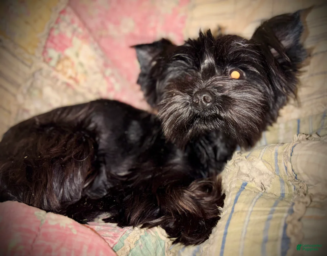 Gallery Image {{count}}