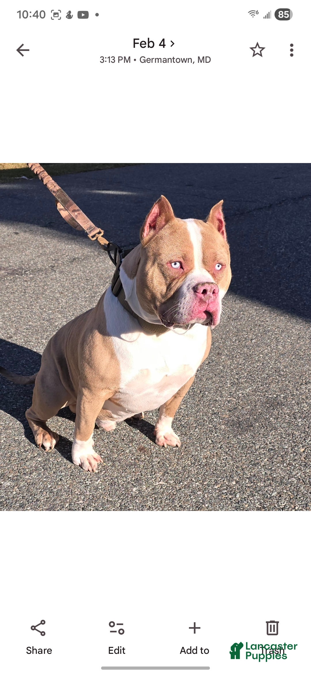 American Bully dogs for stud: Diesel - Ad 1