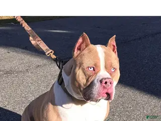 American Bully dogs Diesel - Ad 3