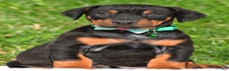 Doberman Pinscher dogs for sale: Rocco - Ad 3