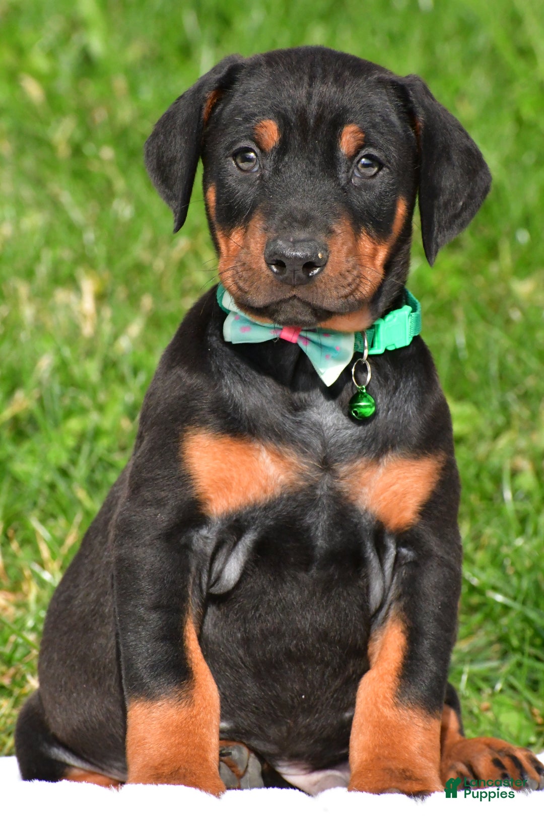 Doberman Pinscher dogs for sale: Rocco - Ad 3