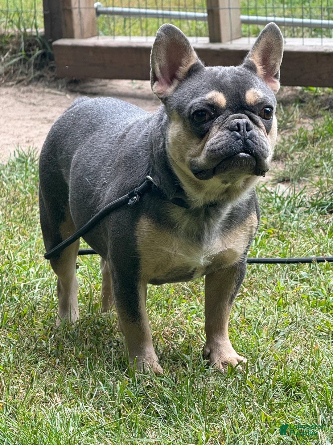 French Bulldog dogs for sale: French Bulldog Puppy 2 - Ad 2