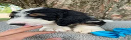 Bernedoodle dogs for sale: George  - Ad 4