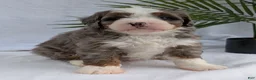 Mini Bernedoodle dogs for sale: Mini Darcy  - Ad 34