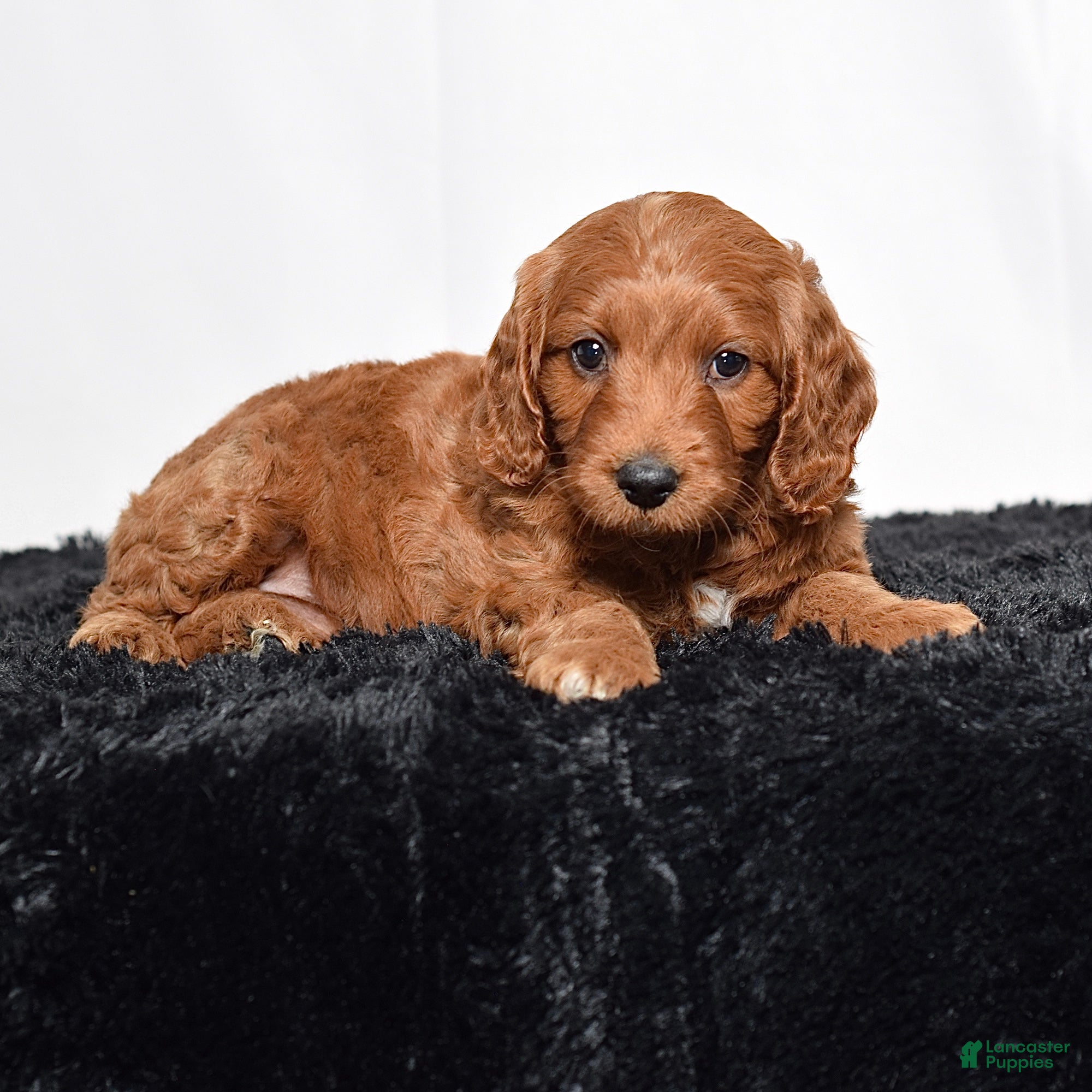Mini Goldendoodle dogs  Marshal - Ad 1