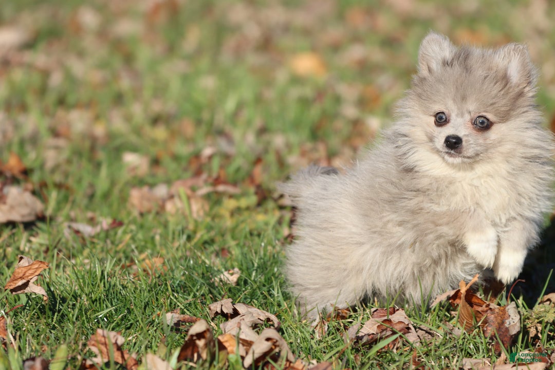 Pomeranian dogs for sale: Rainy - Ad 2