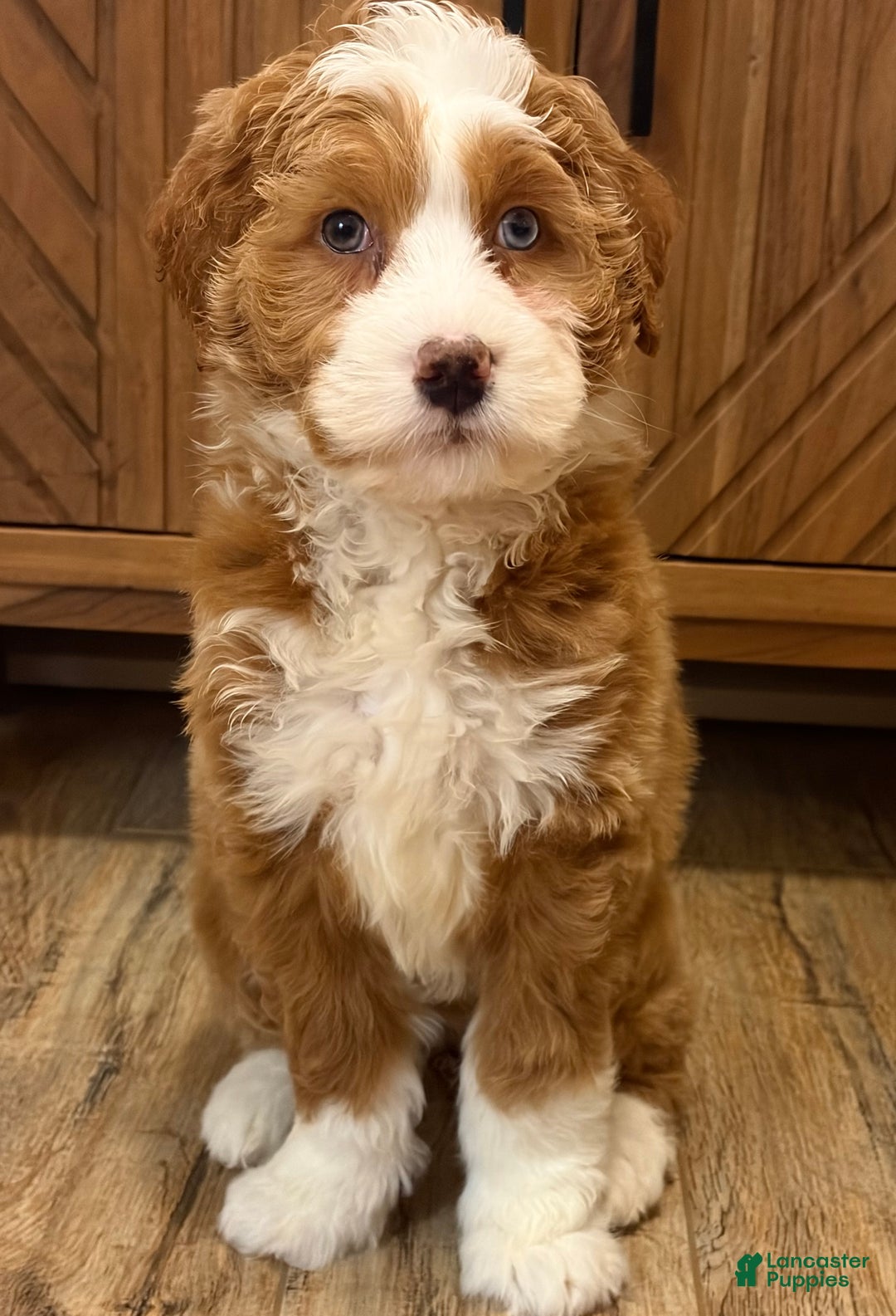 Mini Bernedoodle dogs for sale: 💗 IN BOSTON MASSACHUSETTS AREA 💗 RED AND WHITE GIRL WITH ONE BLUE EYE 💗 MINI BERNEDOODLE 💗 - Ad 10