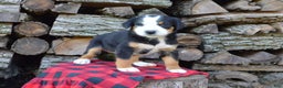 Greater Swiss Mountain Dog dogs for sale: Gloria - Ad 2