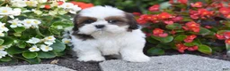 Shih Tzu dogs for sale: Becky - Ad 3