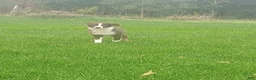 Australian Shepherd dogs for sale: AKC Male - Ad 3