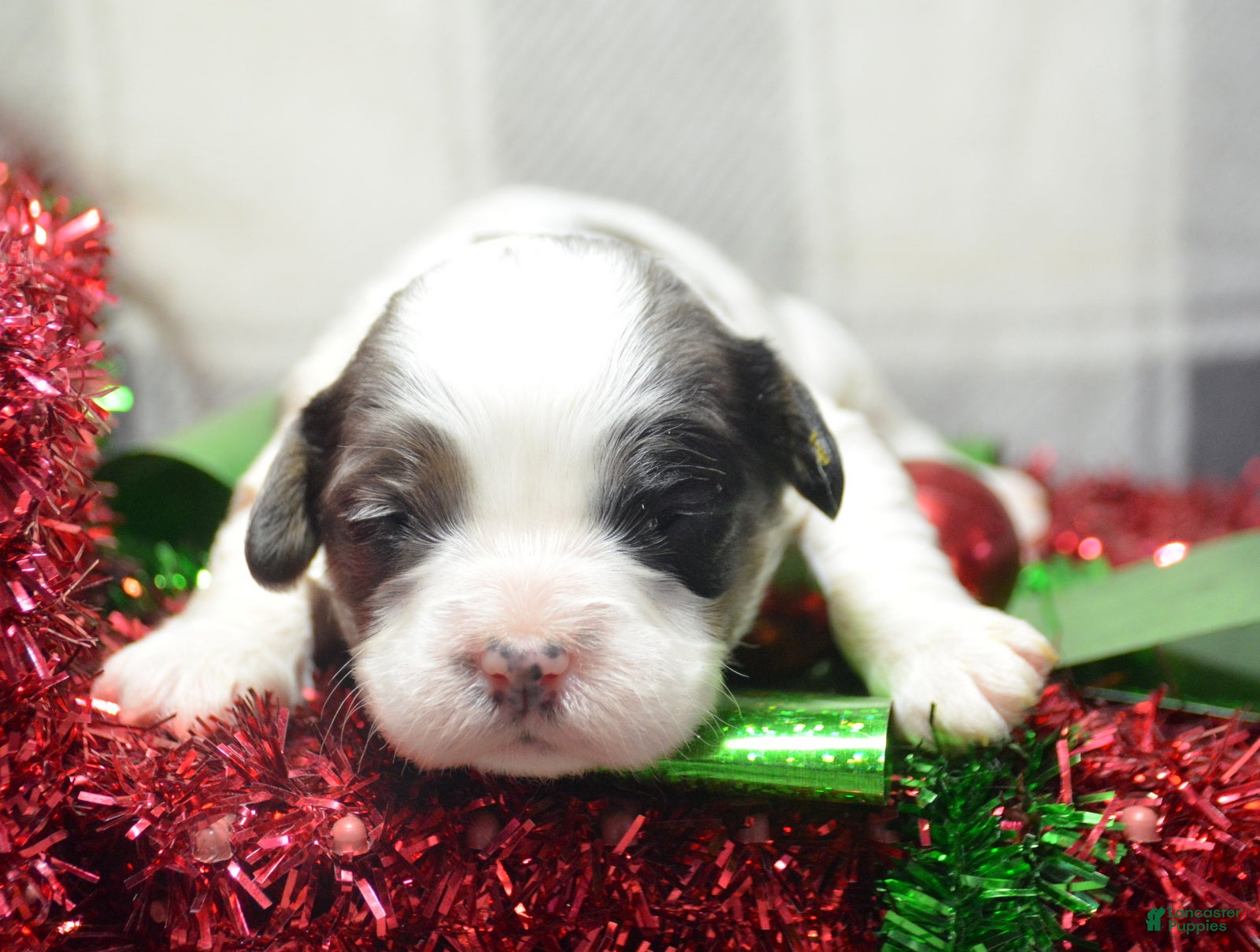 Cavapoo dogs Cavapoo Puppy 6 Cerra - Ad 31