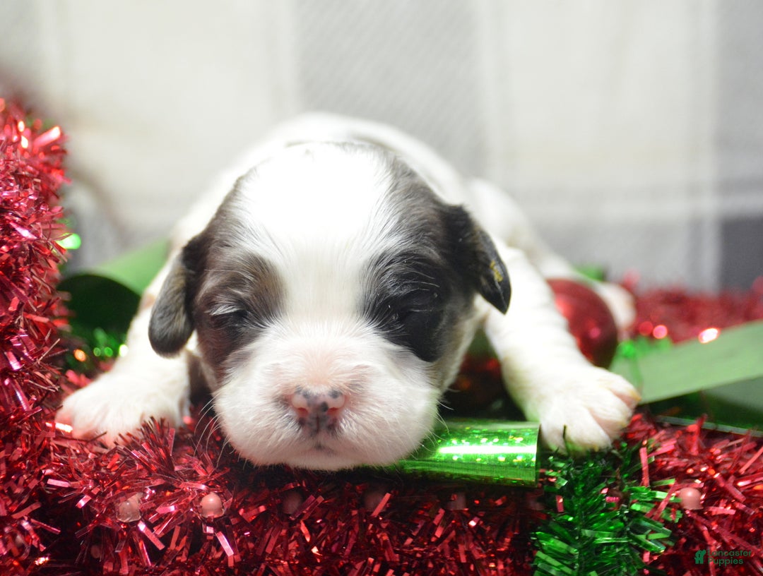 Cavapoo dogs for sale: Cavapoo Puppy 6 Cerra - Ad 2