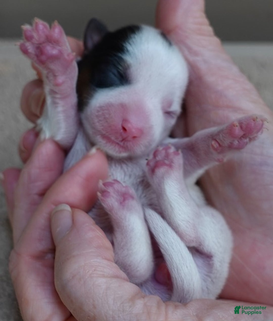 Yorkshire Terrier dogs for sale: Kiko girl - Ad 2