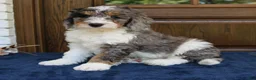 Mini Bernedoodle dogs for sale: Piper  - Ad 3