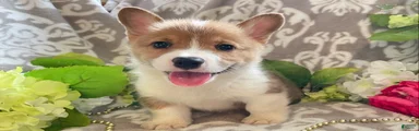 Mason