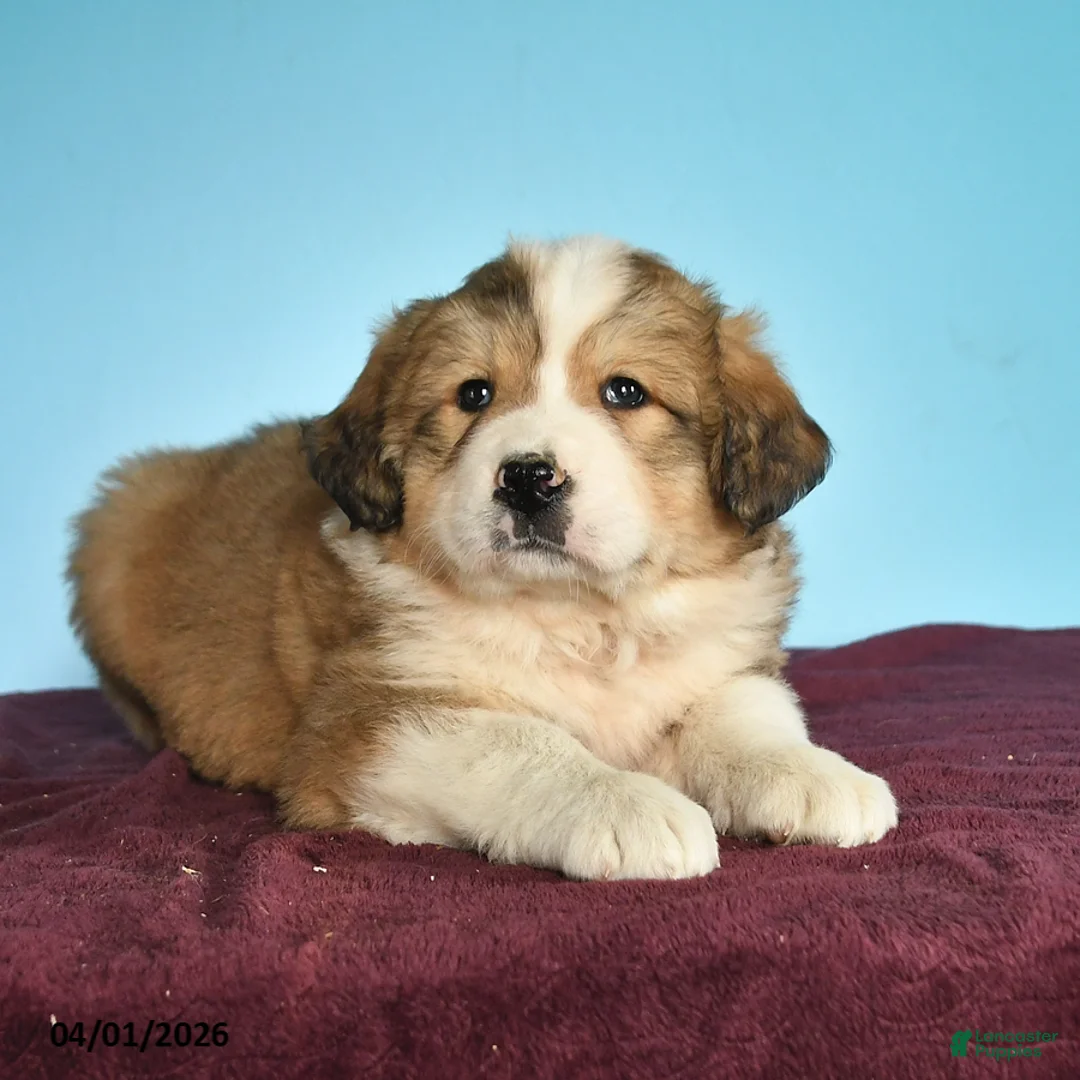 Mixed Breed dogs for sale: Caramel - Ad 2