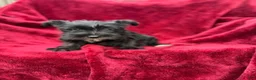Miniature Schnauzer dogs for sale: Miniature Schnauzer 4 - Ad 2
