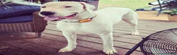 Dogo Argentino dogs for stud: FOR STUD SERVICES  - Ad 9