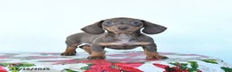 Miniature Dachshund dogs for sale: Scout - Ad 3