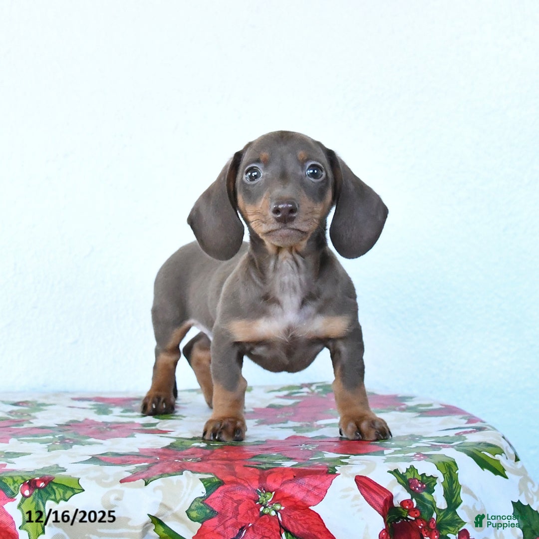Miniature Dachshund dogs for sale: Scout - Ad 3