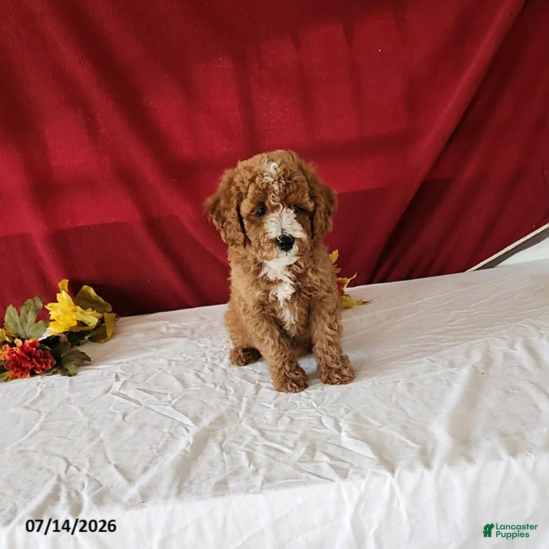 Mini Goldendoodle dogs for sale: Rusty - Ad 3