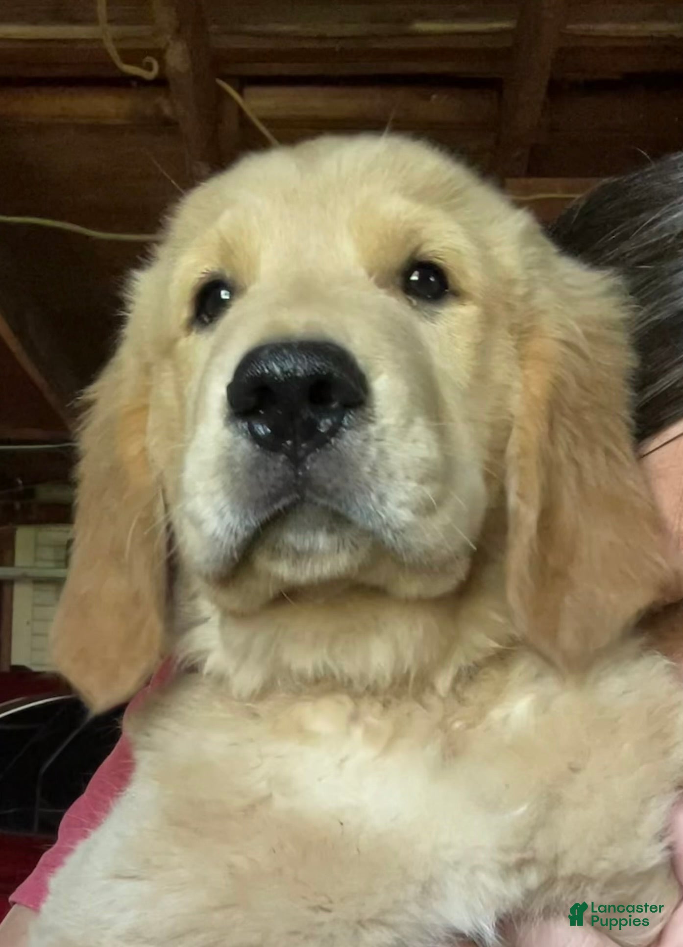 Golden Retriever dogs Shawn - Ad 2