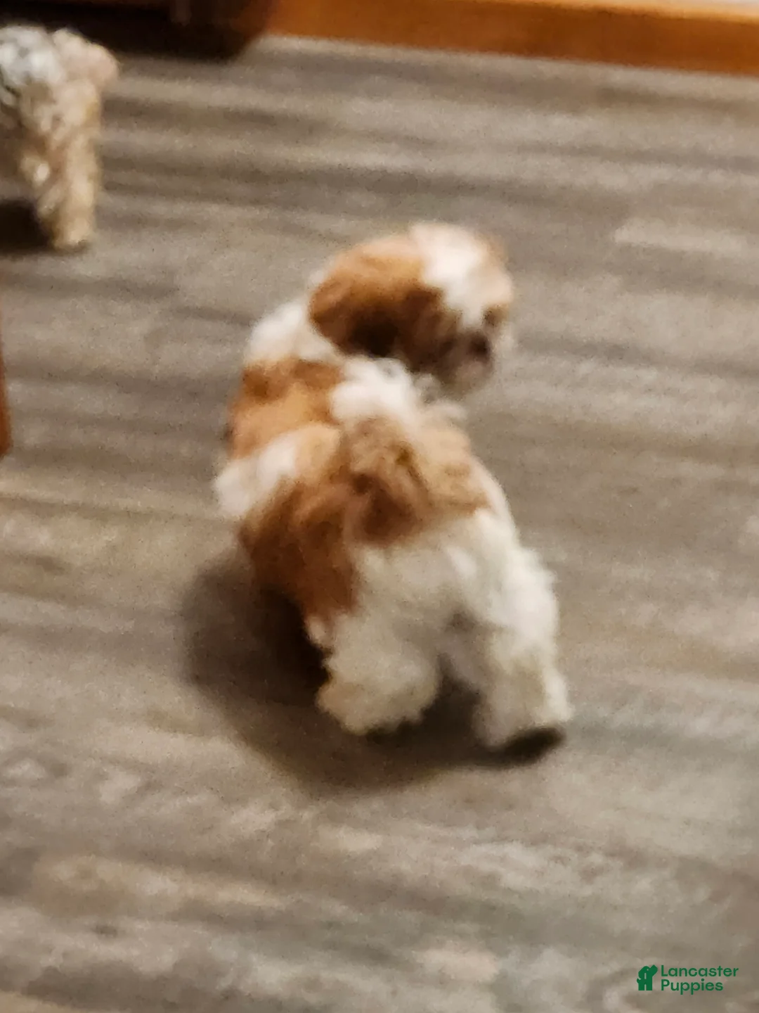 Shih Tzu dogs for sale: Male Shih Tzu 1 - Ad 4