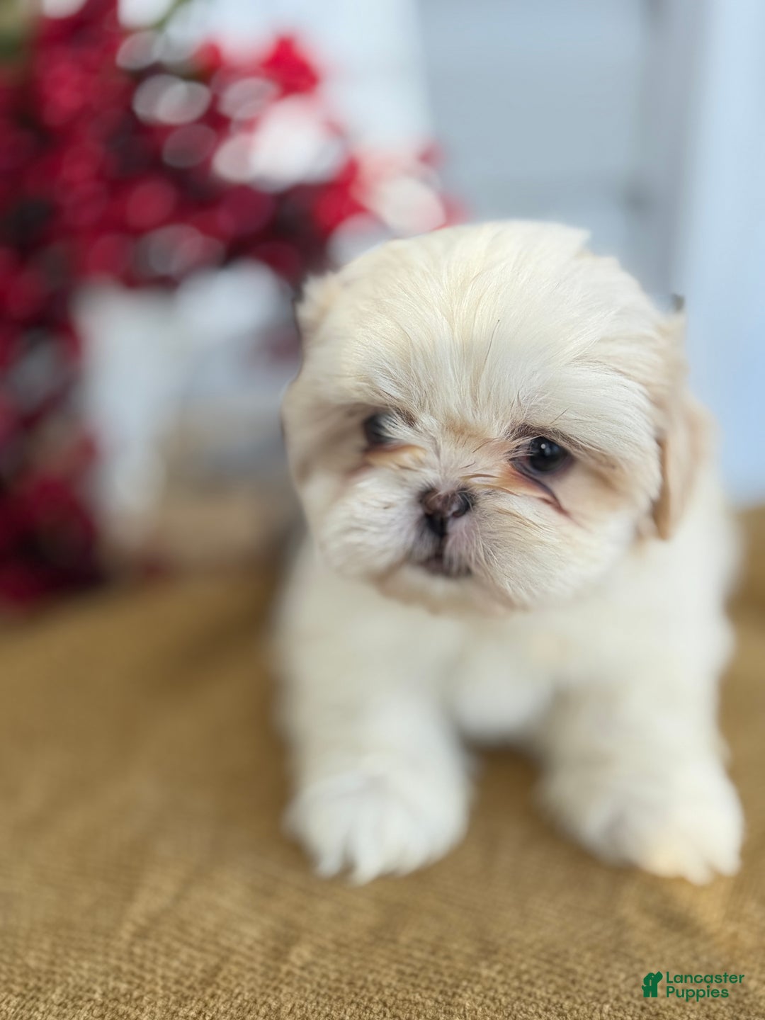 Shih Tzu dogs for sale: Pearl - Ad 10