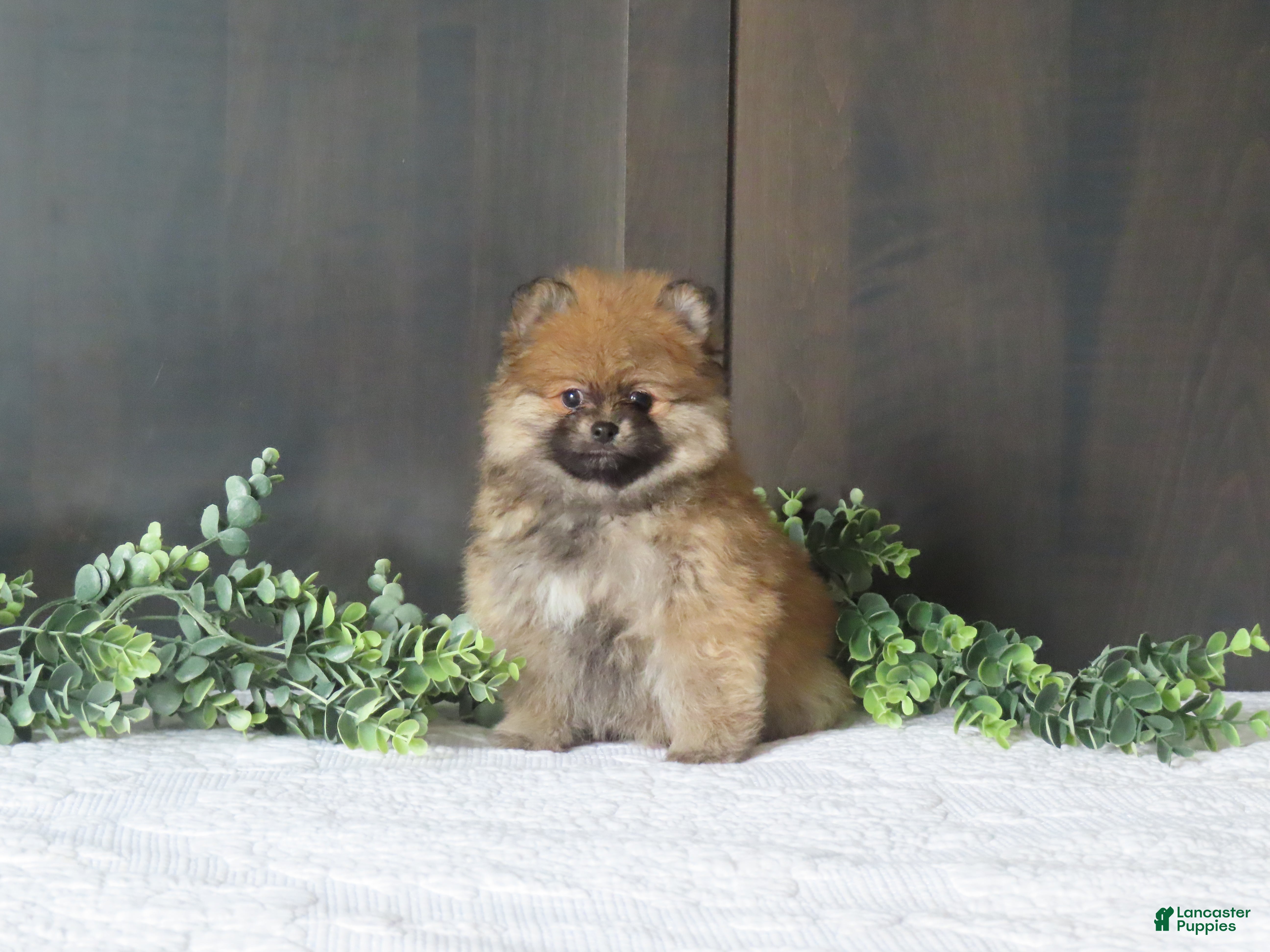 Pomeranian dogs BOBBY - Ad 2