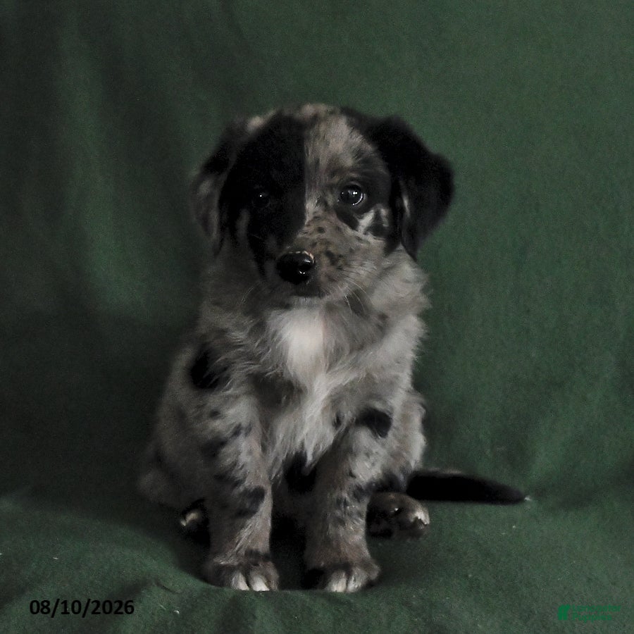 Mixed Breed dogs Buster - Ad 1