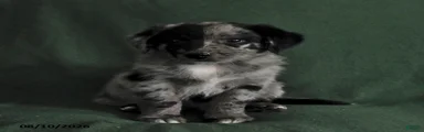 Buster