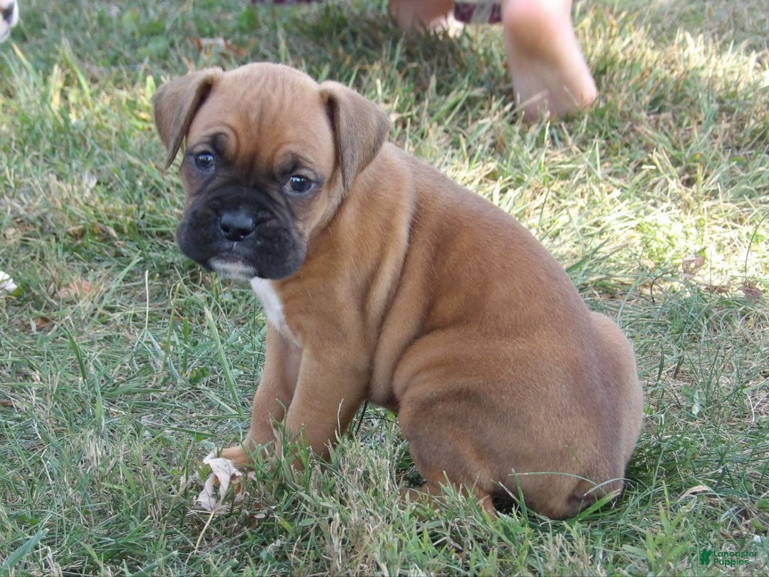 Boxer dogs for sale: Luci - Ad 4