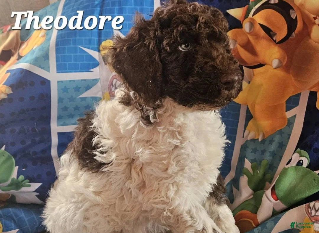 Double Doodle dogs for sale: Theodore - Ad 3