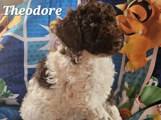 Double Doodle dogs Theodore - Ad 2