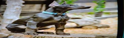 Doberman Pinscher dogs for stud: Black Diamond Prince Carbonado - Ad 7