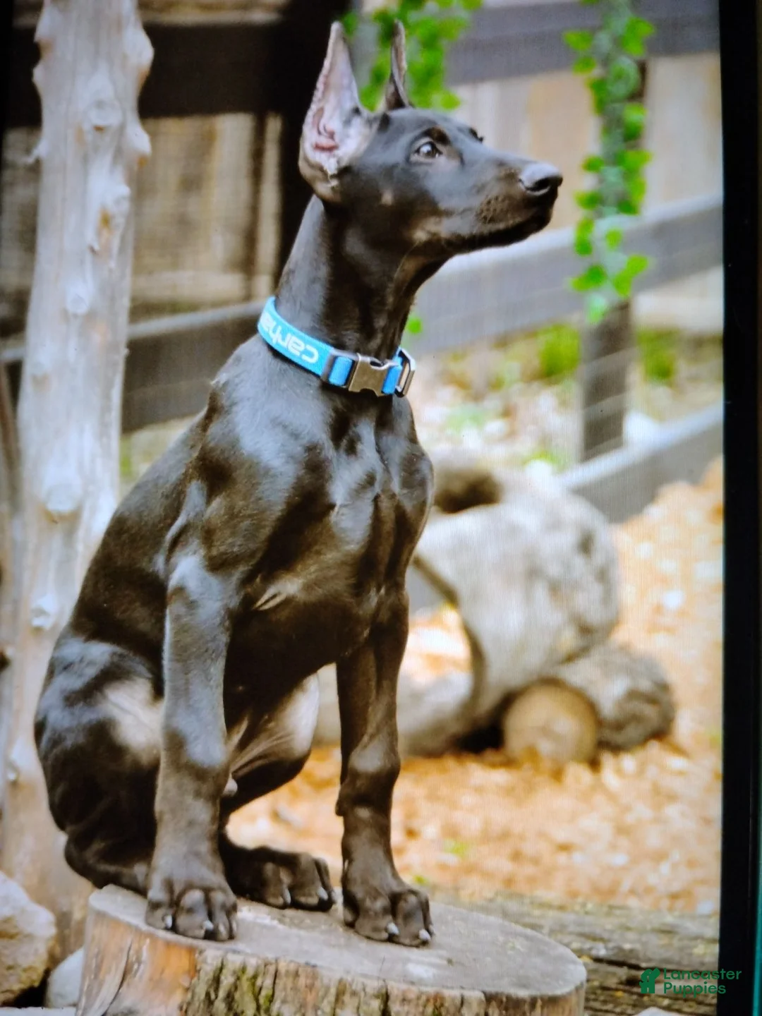 Doberman Pinscher dogs for stud: Black Diamond Prince Carbonado - Ad 7