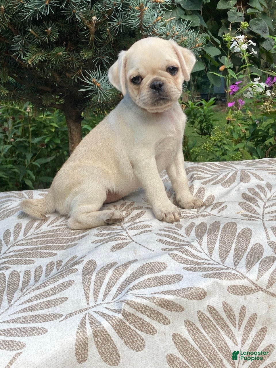 Pug dogs Pug 3 - Ad 1