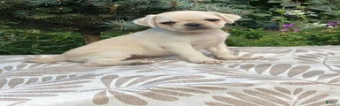 Pug 3
