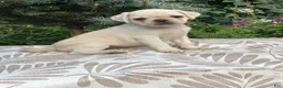 Pug dogs for sale: Pug 3 - Ad 1