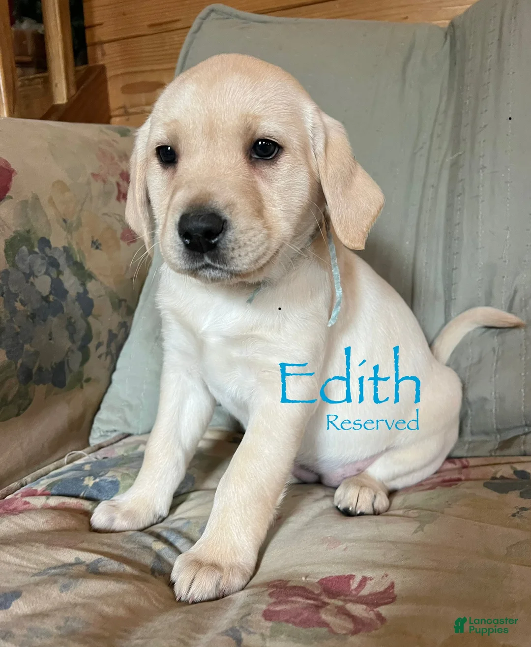 Labrador Retriever dogs for sale: Frappe - Ad 1