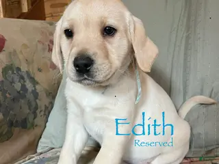 Labrador Retriever dogs Frappe - Ad 8