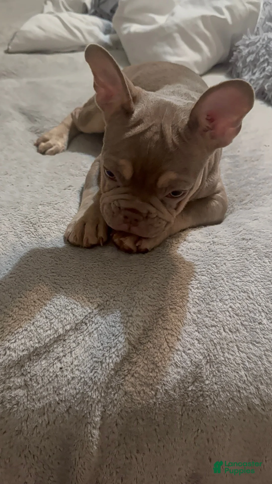 French Bulldog dogs for sale: Olivia “Vampire” Rodrigo  - Ad 2