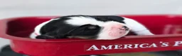 English Springer Spaniel dogs for sale: Skye - Ad 8